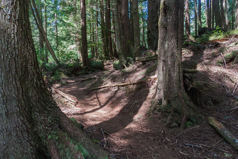 Meandering forest trails