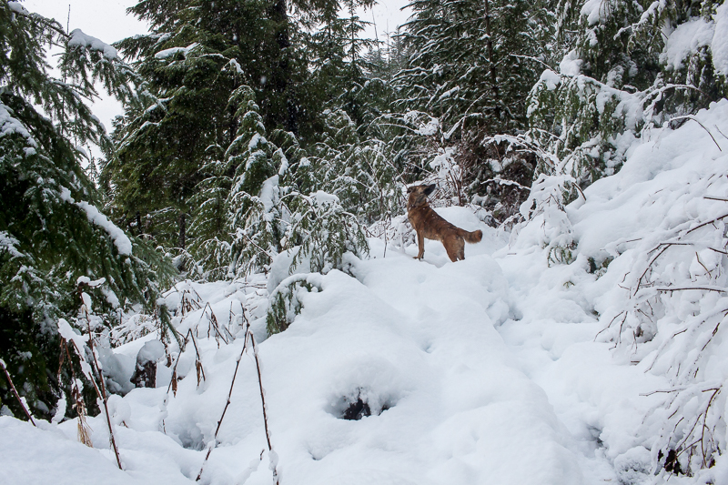 Shoulda brought the snowshoes | Arrowsmith CPR Trail Trip Report