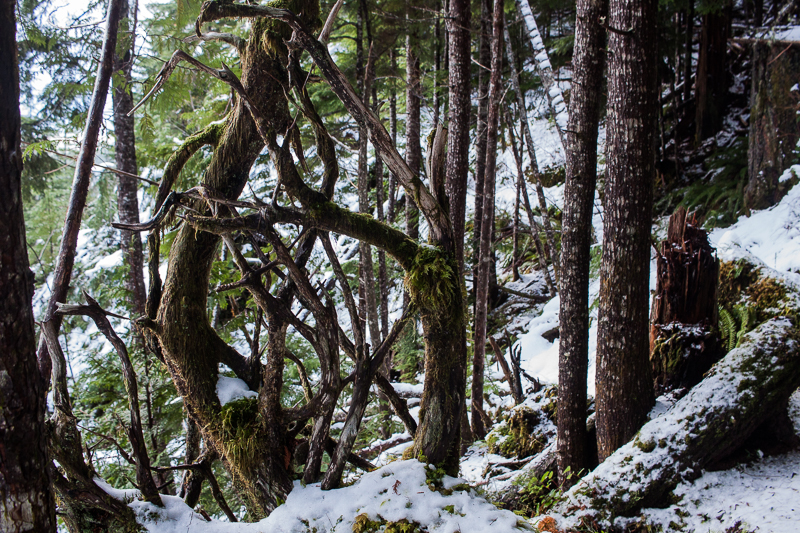 Tree art | Arrowsmith CPR Trail Trip Report